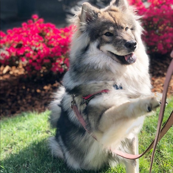 Meet your Posher, Sherry - Picture 1 of 1